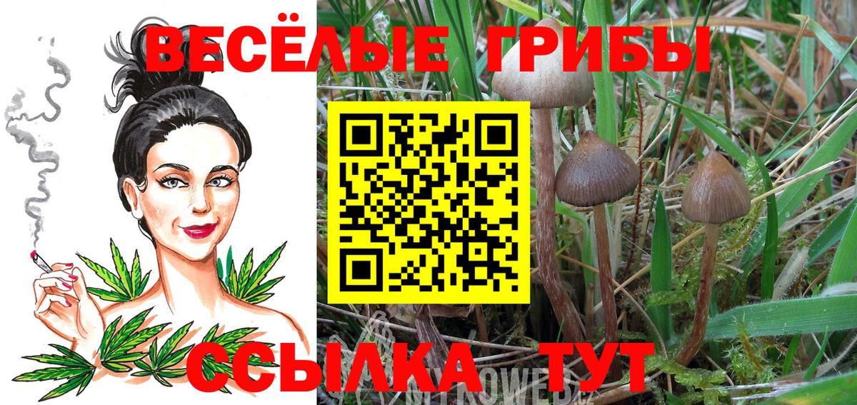 Псилоцибиновые грибы Psilocybine cubensis  Карталы  Псилоцибиновые грибы Psilocybe 